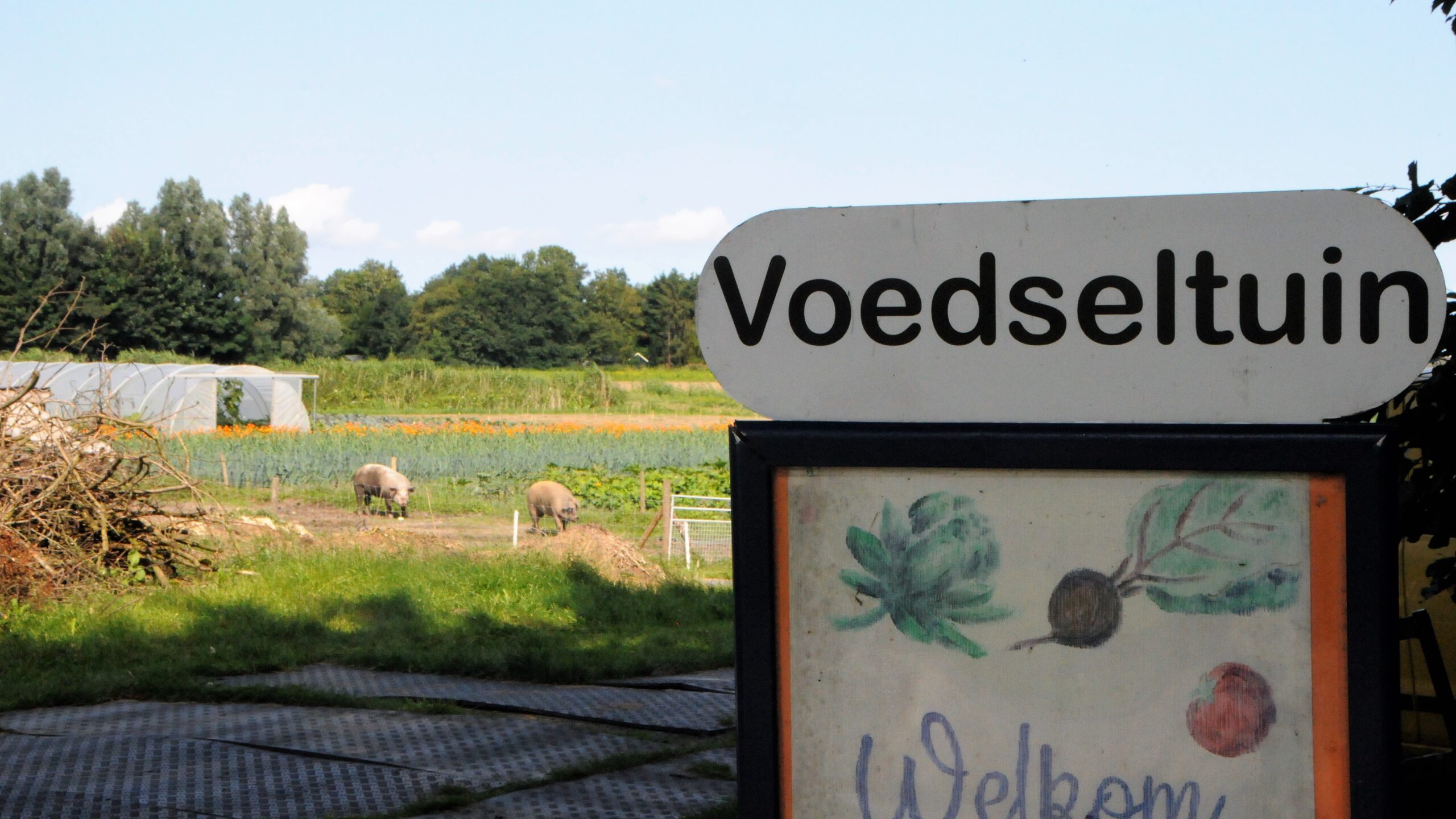 Voedseltuin zoekt met spoed bonenplukkers en verhuizers - Omroep Het Hogeland -