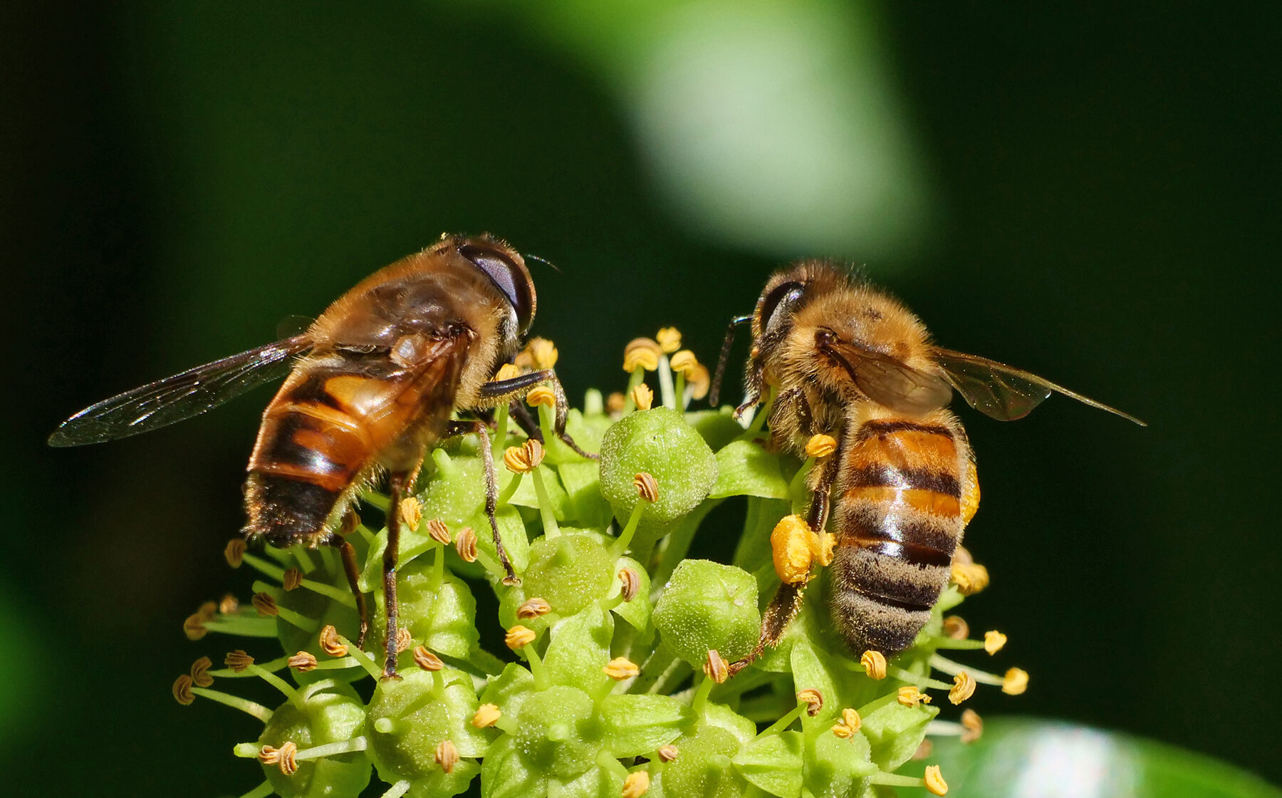 Rol van insecten in Pieterburen