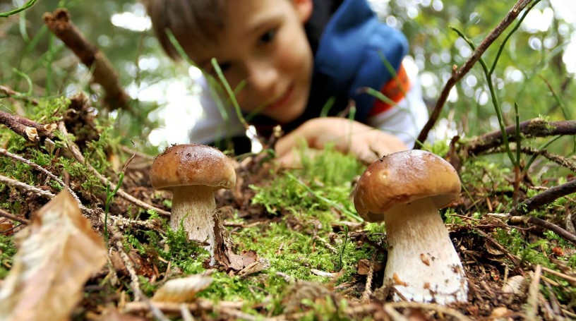 Speuren naar paddestoelen