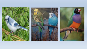 Kooi- en Volièrevogels 2025