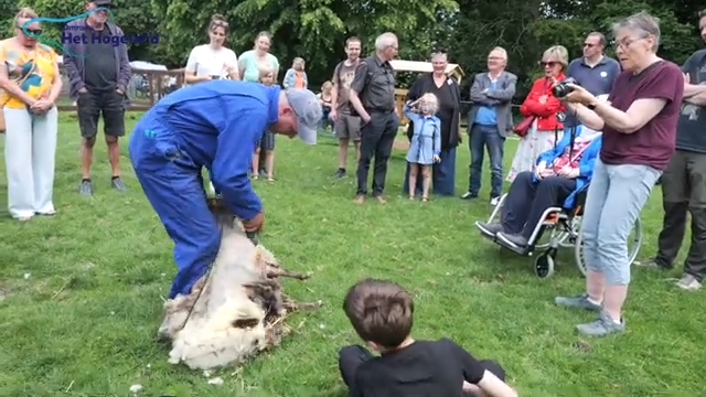 Schaapscheren in Winsum: ‘De wol levert helaas niks meer op’